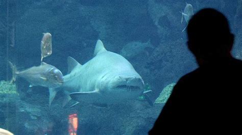 Florida Aquarium program lets you swim with sharks