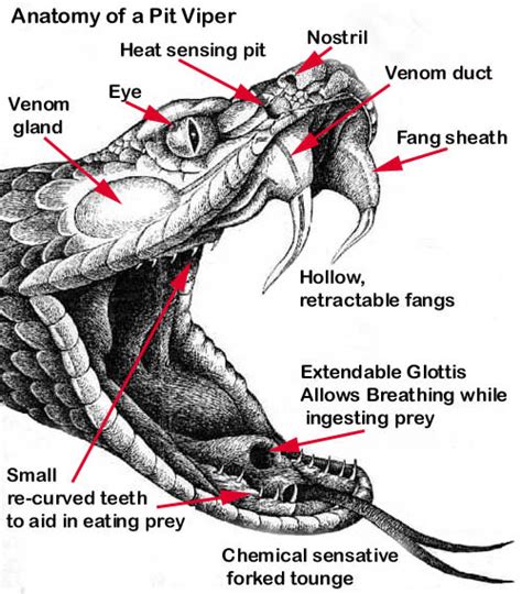 special adaptations - rattlesnakes