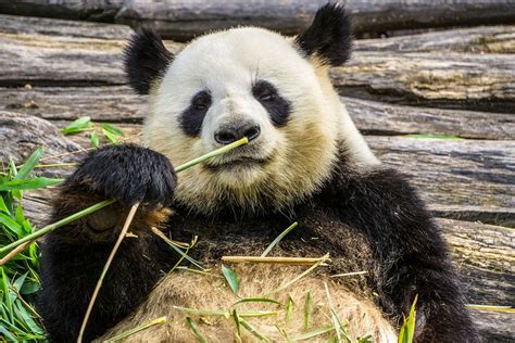 Panda Facts | Interesting Things About Giant Pandas