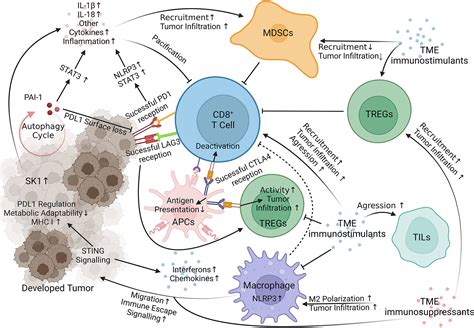 Frontiers | Mechanisms of Immunotherapy Resistance in Cutaneous ...