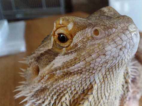 File:Pet Bearded Dragon.jpg - Wikimedia Commons