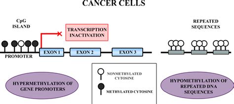 [PDF] DNA methylation: gene expression regulation | Semantic Scholar