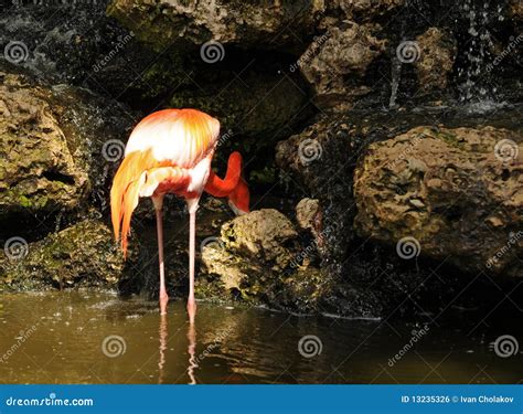 Flamingo feeding stock photo. Image of exotic, hunting - 13235326