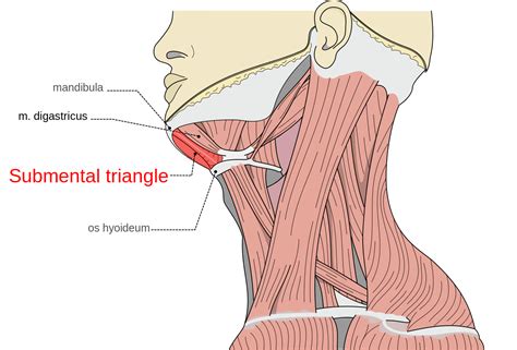 Musculi coli base, my edits for tringles, Submental.svg Anatomy Face, Human Body Anatomy, Neck ...