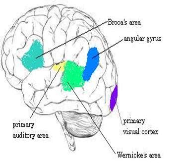 What is the Angular Gyrus? | The Other Lobe of The Brain