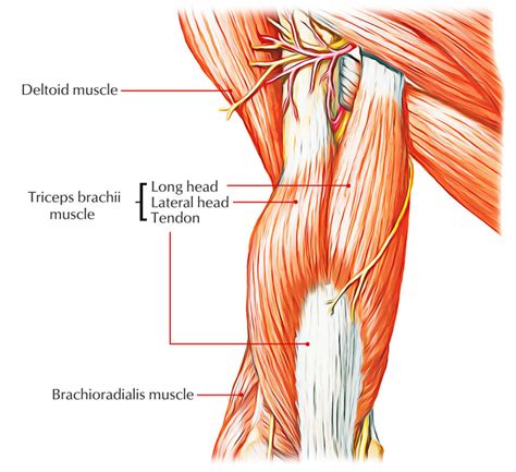 Anatomy Of The Triceps