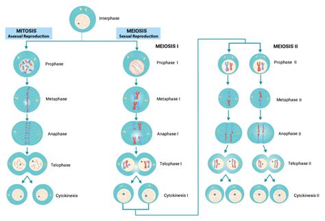 Differences between mitosis and meiosis - Overall Science