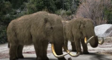 Why Mammoths Go Extinct: Aside from Ice Age, Prehistoric Humans Have ...