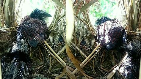 Greater coucal's mother, after feeding her children, also feeds herself#03 [ @My Nest nests ...