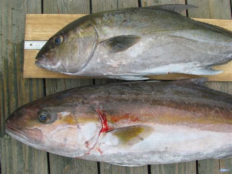 Amberjack Identification » NCFishes.com