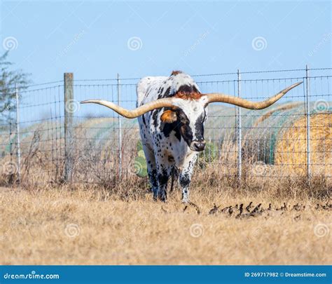 American Longhorn Cattle with Birds in Pasture. Stock Photo - Image of ...