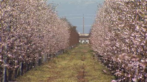 Fresno County's stunning Blossom Trail opens - ABC30 Fresno