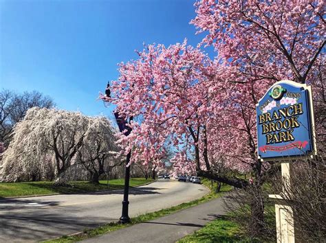 Cherry Blossom Festivals: 18 Places To See The Blooms