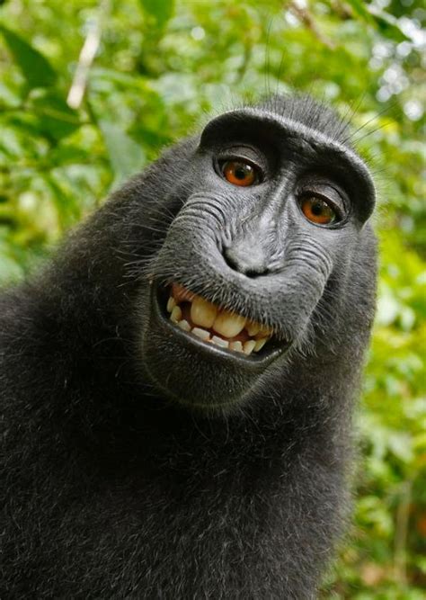 More Monkey Business: Copyright and the World’s Most Famous Monkey ...