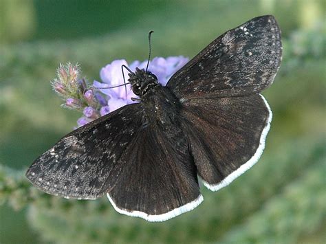 Funereal Duskywing — wisconsinbutterflies.org