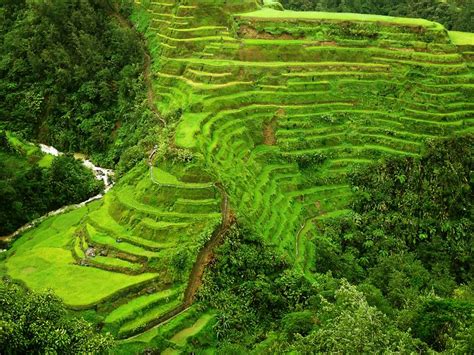 Rice terraces of the Philippine Cordilleras: a millennial tradition ...