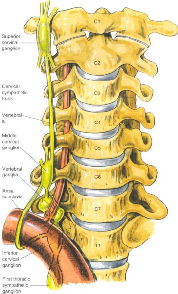 Stellate Ganglion Block | e-algos