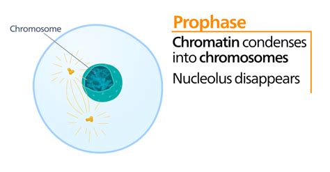 Mitosis - Stages - Prophase - Metaphase - TeachMePhysiology