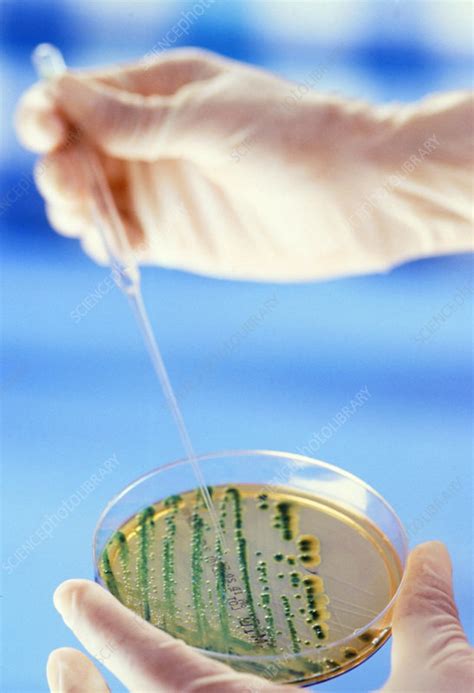 Bacteria cultures - Stock Image - M874/0518 - Science Photo Library