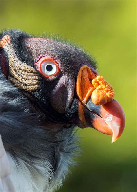 Ugly Birds! The 11 Ugliest Birds on the Planet (Pictures, Videos…) | JustBirding.com