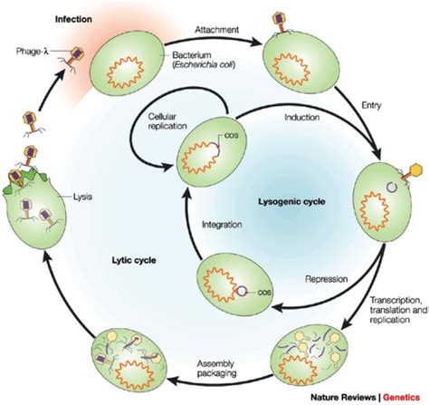 Bacteriophage Life Cycle