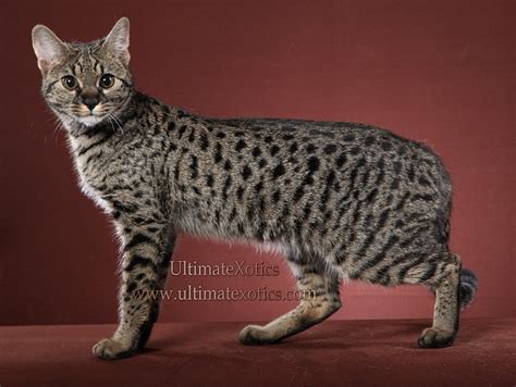 Savannah Cat Breeders Savannah Cats, Bengal Cats For Sale - Cute Funny ...