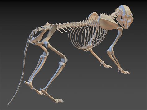 cat skeleton 3d model