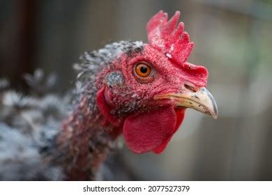 Portrait Old Sick Chicken Without Feathers Stock Photo 2077527379 | Shutterstock