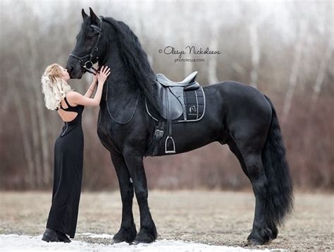 12 Most Beautiful Horse Breeds In The World