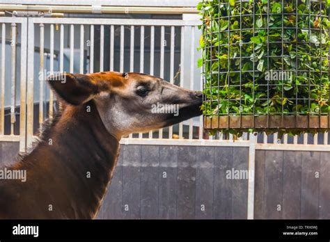 Okapi eating leaves hi-res stock photography and images - Alamy