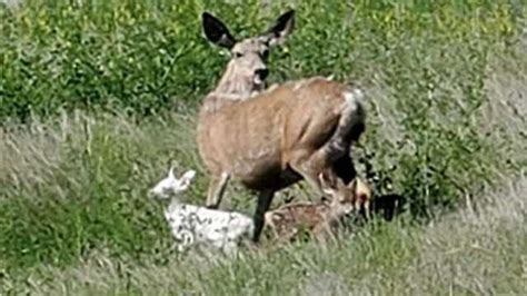 Fawn triplets, including rare albino, spotted in eastern Montana