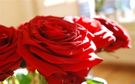 Beautiful Red Rose Petals wallpaper | nature and landscape | Wallpaper ...