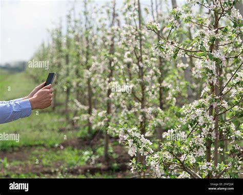 Agronomist or gardener makes quality control breeding of new varieties Stock Photo - Alamy