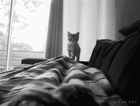 Cat Pounce GIF - Find & Share on GIPHY