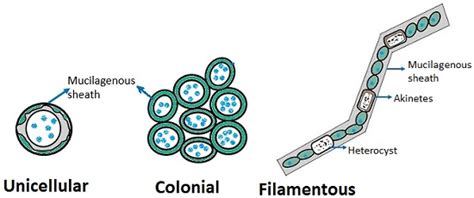 What is Cyanobacteria? History, Types, Structure & Economic Importance - Biology Reader