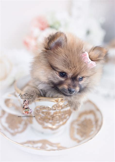 Papillon Puppies For Sale by TeaCups, Puppies & Boutique | Teacup Puppies & Boutique