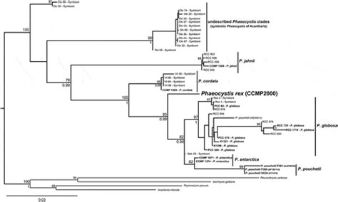 Full article: Phaeocystis rex sp. nov. (Phaeocystales, Prymnesiophyceae): a new solitary species ...