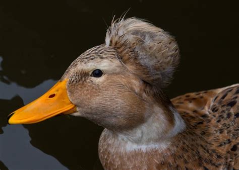 Crested Ducks: A Complete Guide - The Happy Chicken Coop