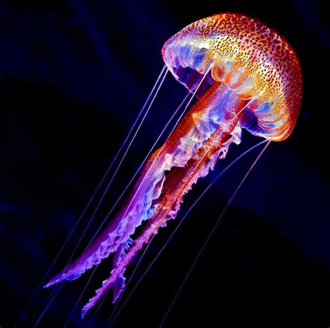 Pin by Sara Collopy on JELLYFISH | Deep sea creatures, Beautiful sea creatures, Jellyfish ...