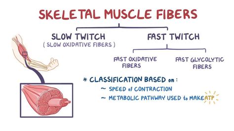 Slow twitch and fast twitch muscle fibers: Video | Osmosis