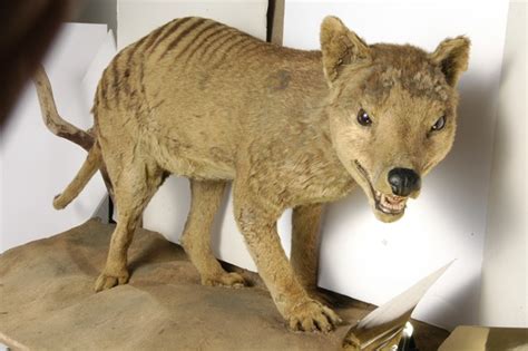 Object of the week- Tasmanian wolf specimens