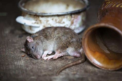 Rodent Infestations and Diseases Associated With Rodents – Tri-X Pest Management