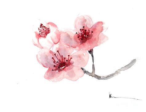 Watercolor Cherry Blossom Flower