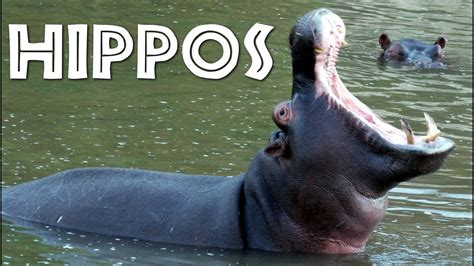 How Do You Say Hippo In Russian - ABIEWXO