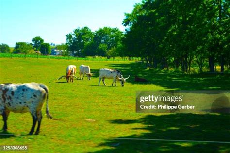 Texas Longhorn Ranch Photos and Premium High Res Pictures - Getty Images