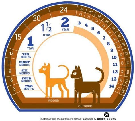 A Tonk's Tail... err, Tale...: Infographic: Indoor Cats vs. Outdoor Cats