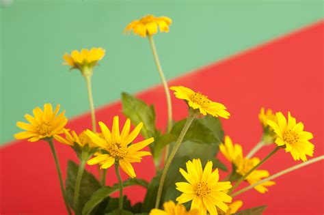 Bunch of bright yellow spring flowers Creative Commons Stock Image