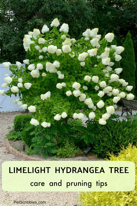 Limelight hydrangea tree care and pruning – Artofit