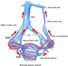 Gonadal Vein Anatomy