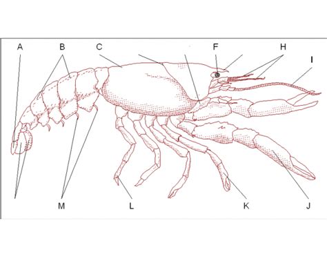 Anatomy of a lobster Quiz